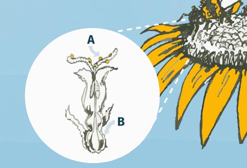 Illustrated diagram of how a flower is fertilised